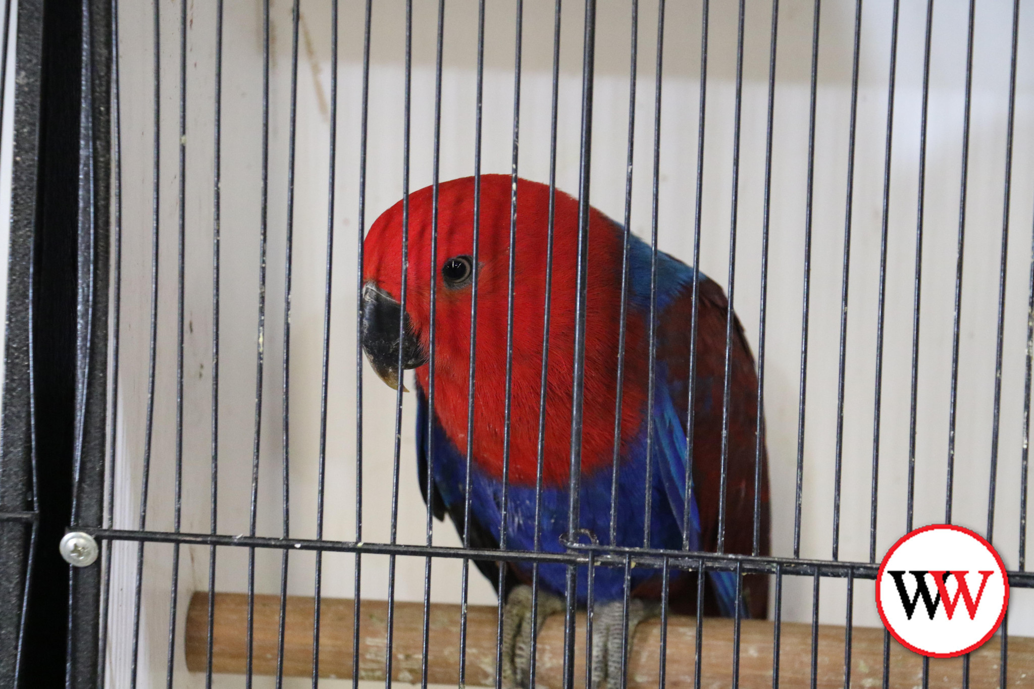 bird-expo-2.jpg