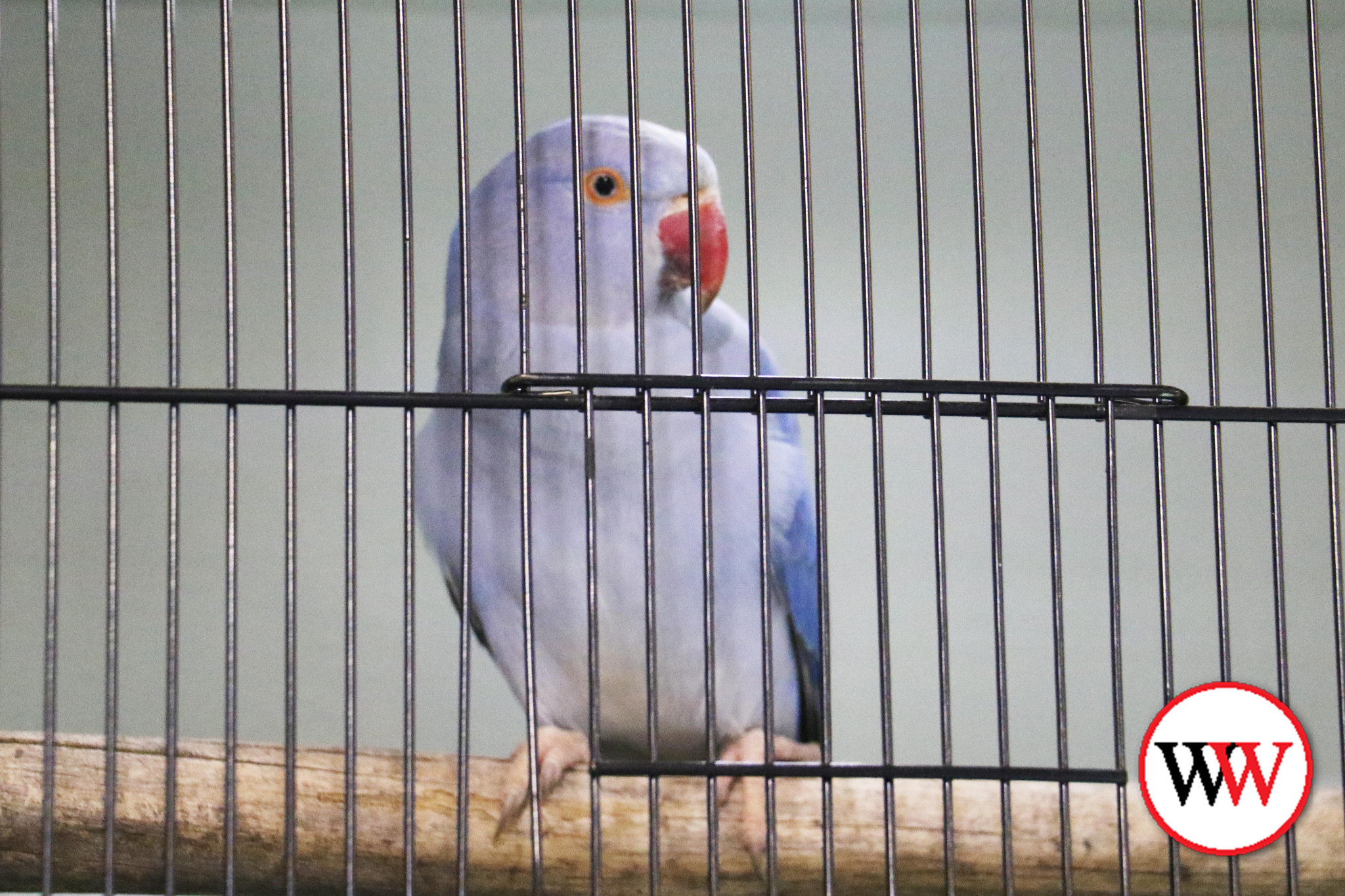 bird-expo-3.jpg