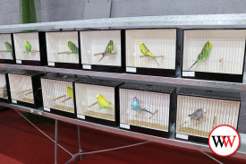 budgie-show-12.jpg