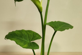 floral-art-3-1760572909.jpg