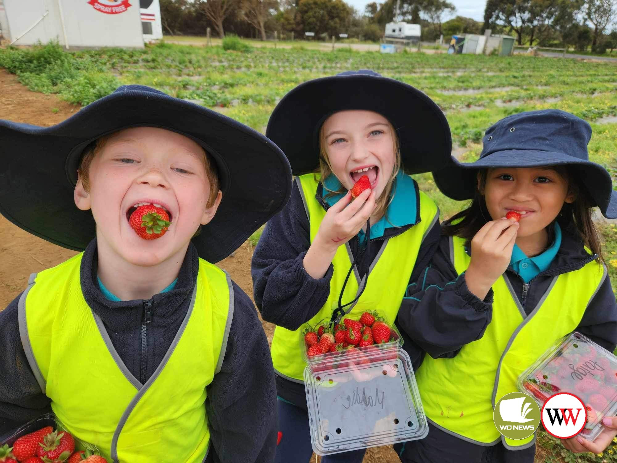 Xander Meloury, Maddie Rylance and Paige Gemaeo enjoy some fresh picked strawberries.