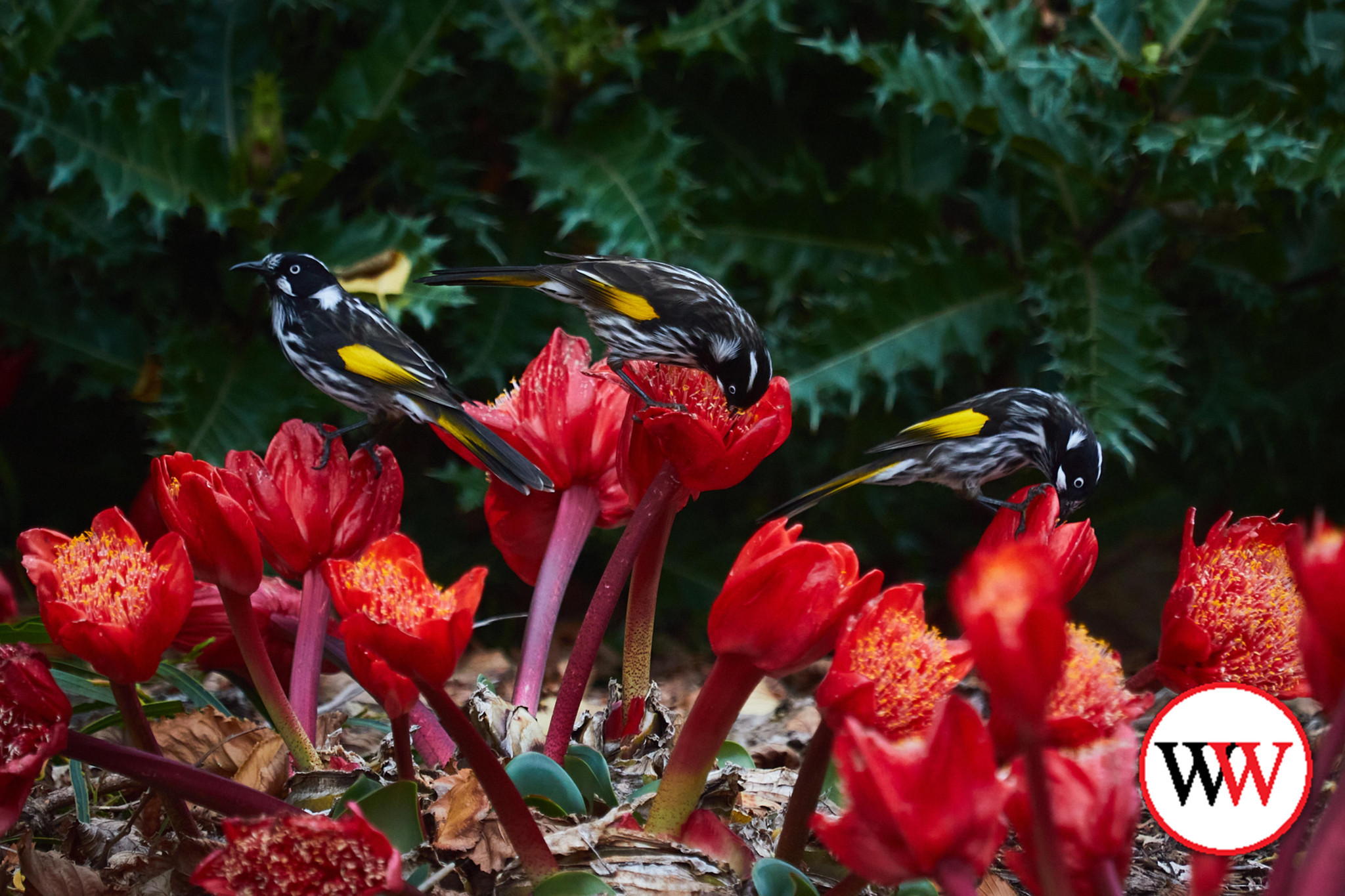 Free guided walk through botanic gardens - feature photo