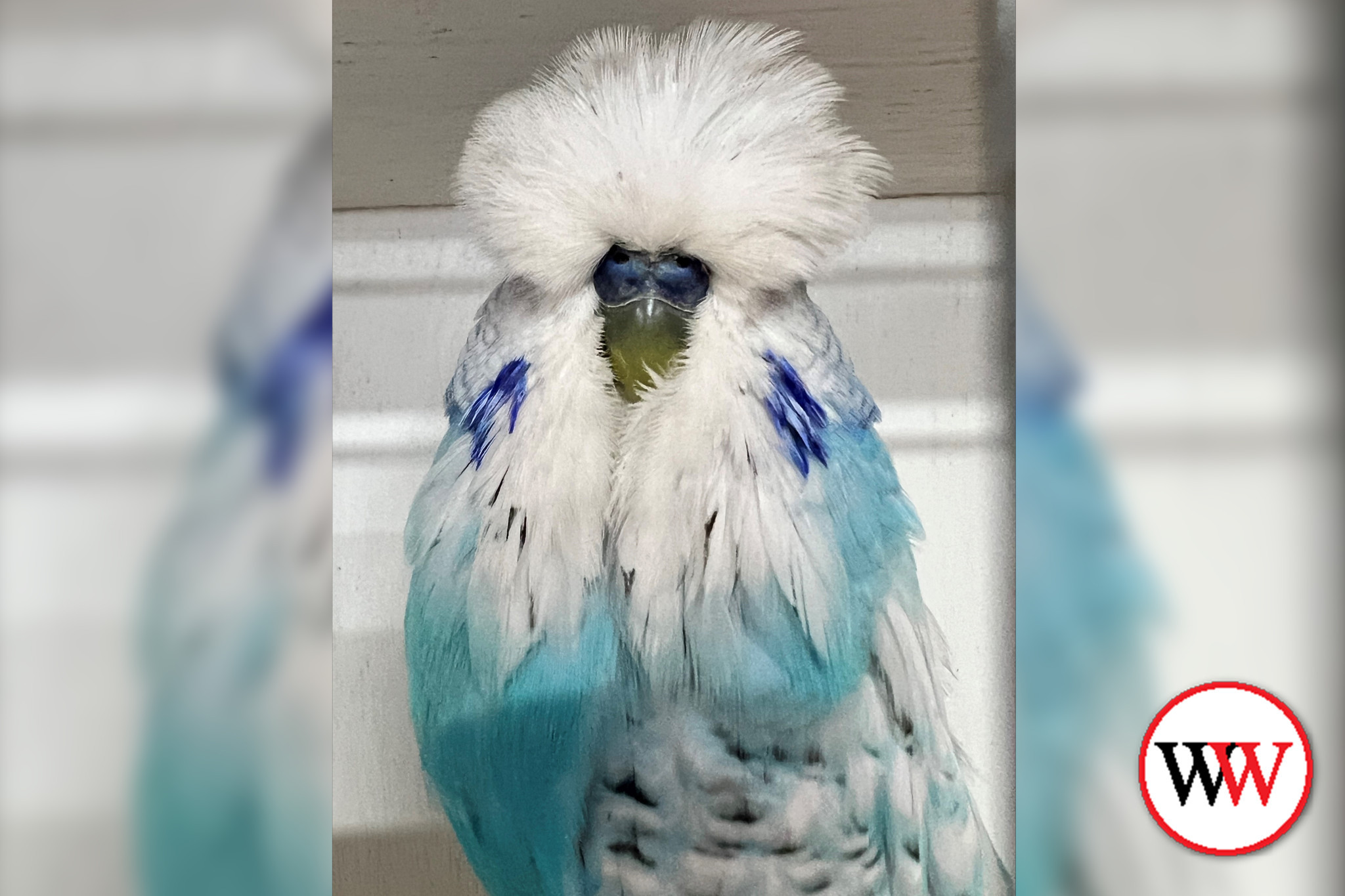 South West Budgerigar Society’s ‘Budgies in the Bool’ annual show Grand Champion and Best Adult Bird is a Spangle Sky Blue.