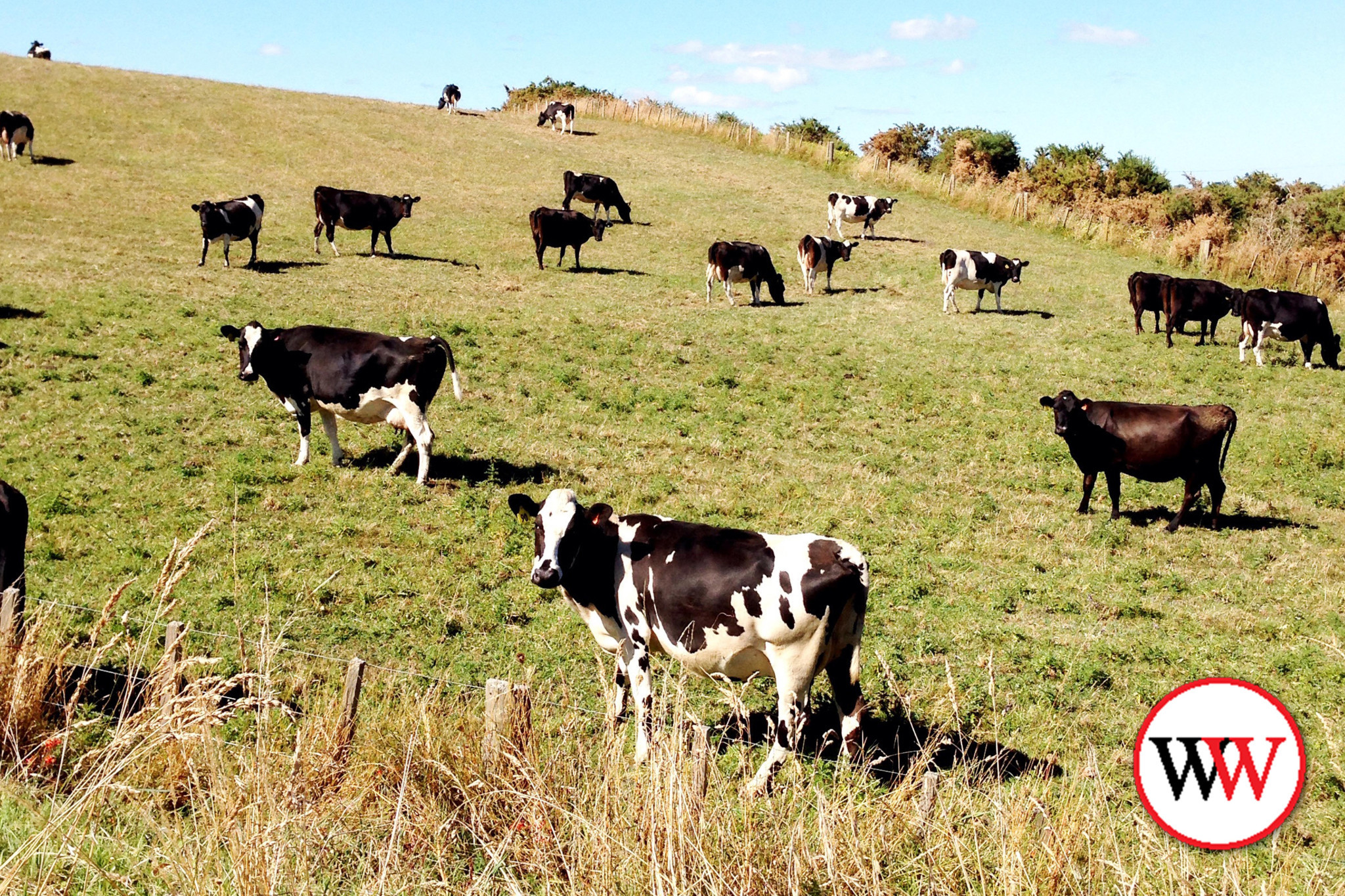 Containment feeding may protect paddocks - feature photo