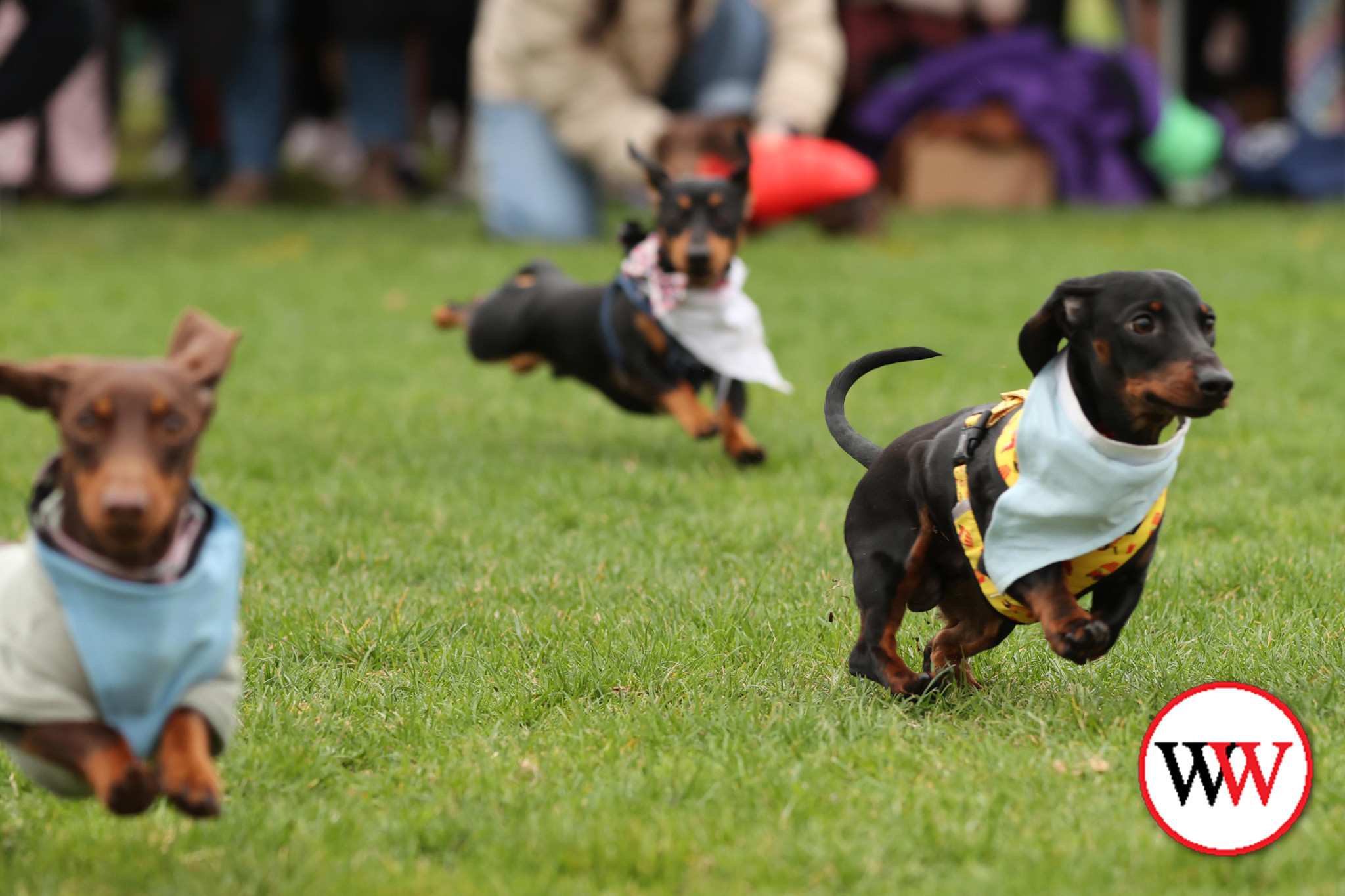 Break in weather as Dachshunds let loose - feature photo