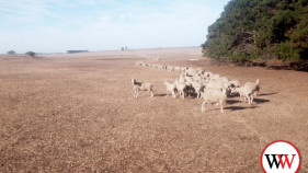 Further drought funding announced