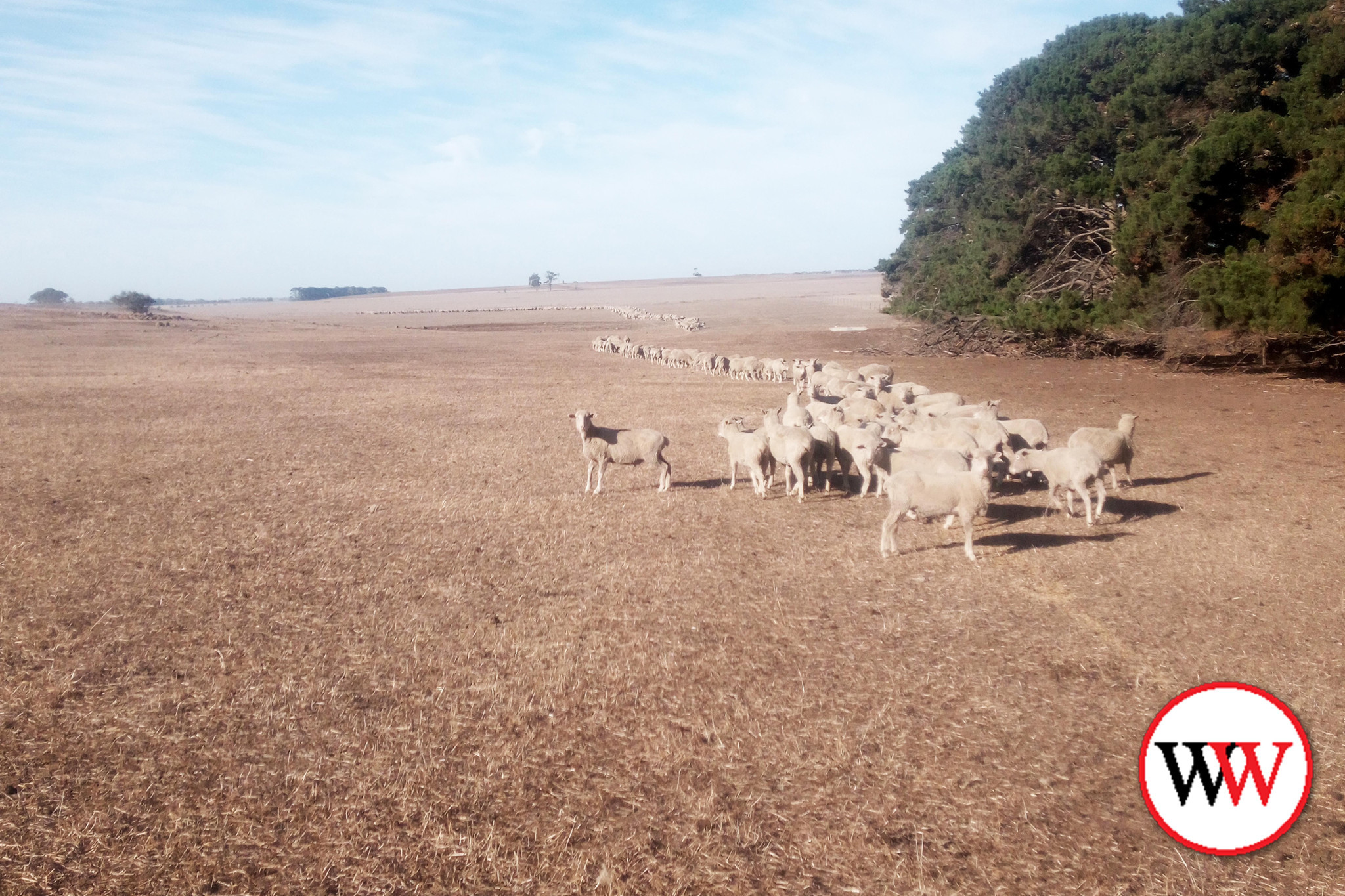 Britnell calls for drought relief funds - feature photo