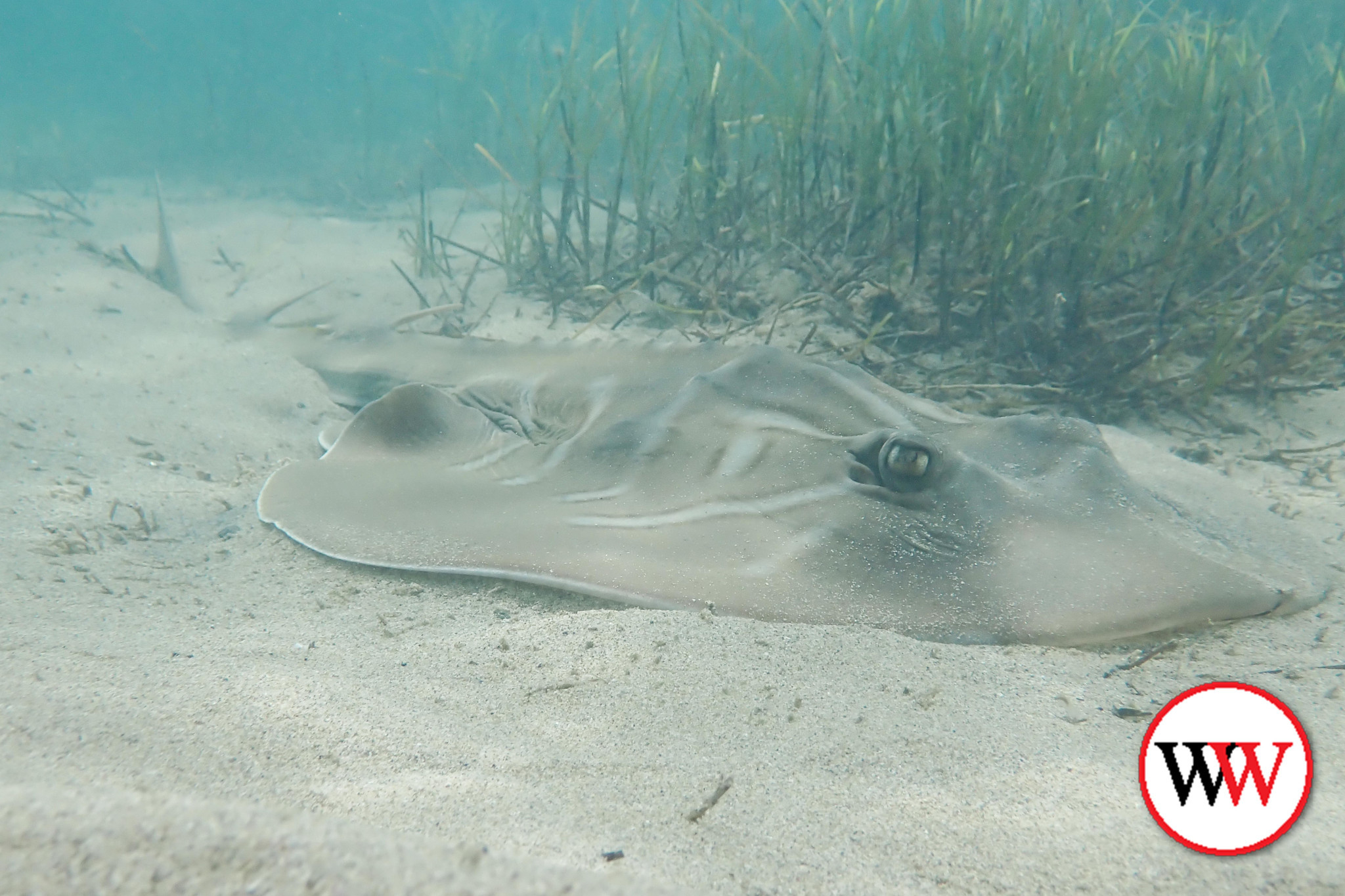 The fiddler ray