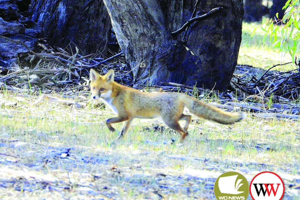 Fox baiting program expands - feature photo