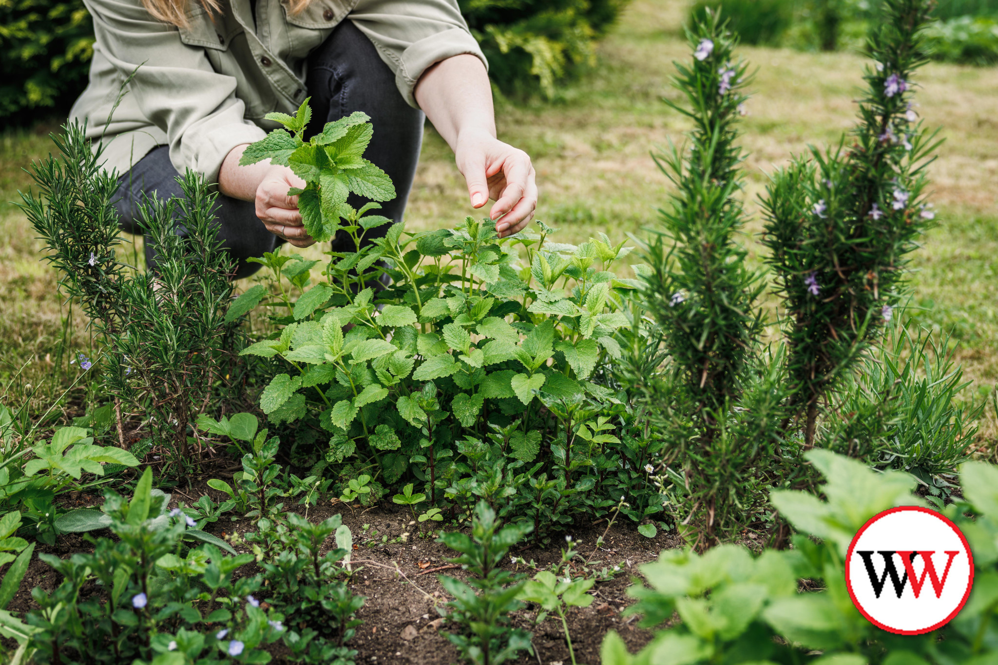 Grow your own herbs at home - feature photo