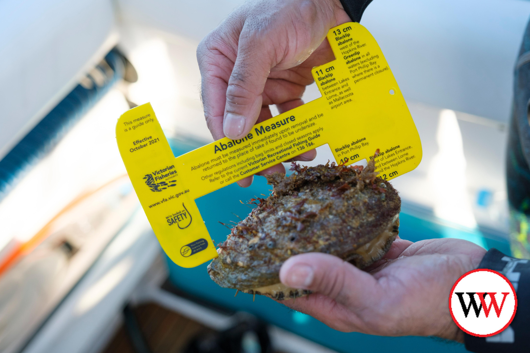 Four fishers were fined after illegally taking abalone at Port Fairy over the weekend.