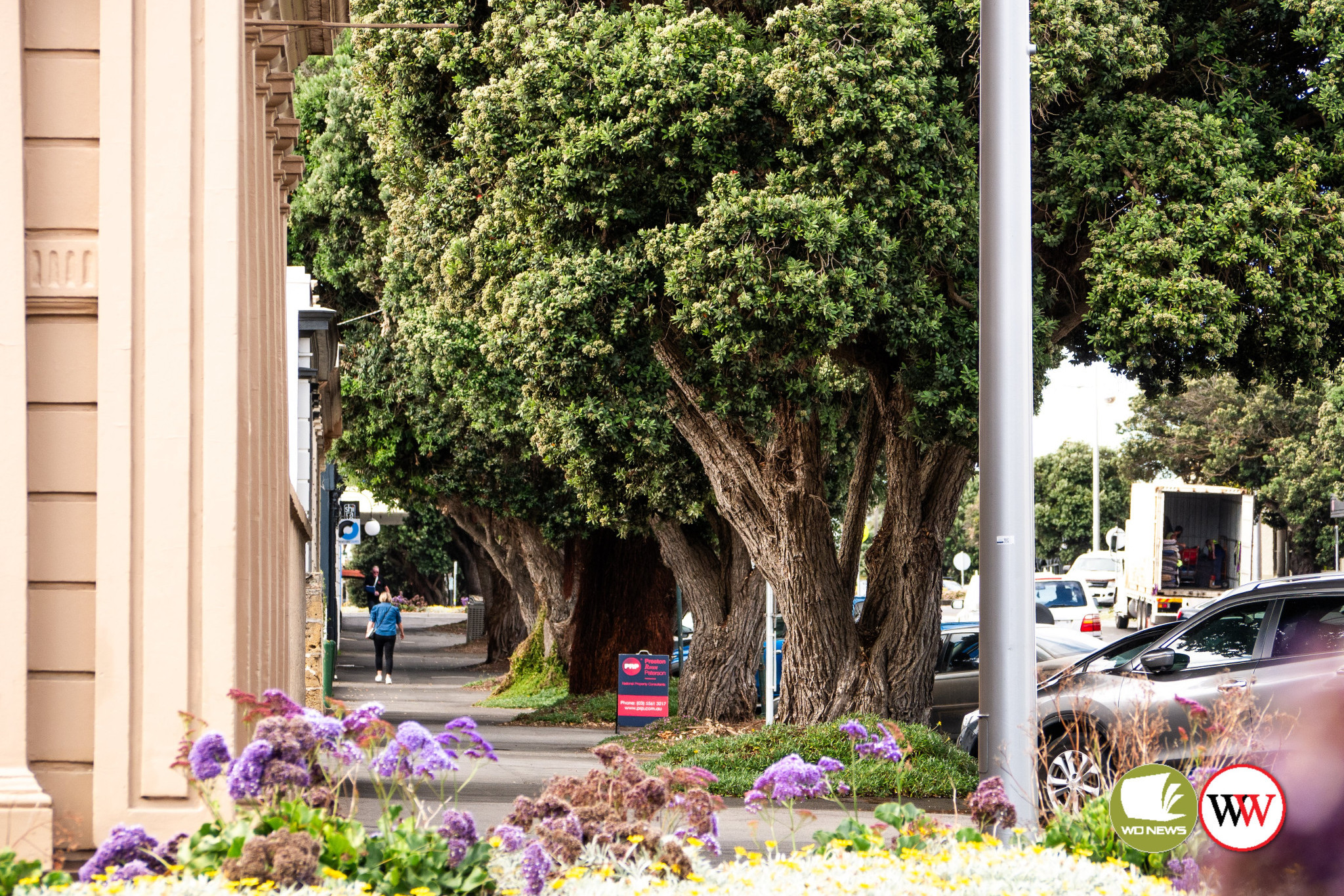 Kepler Street trees to stay - feature photo