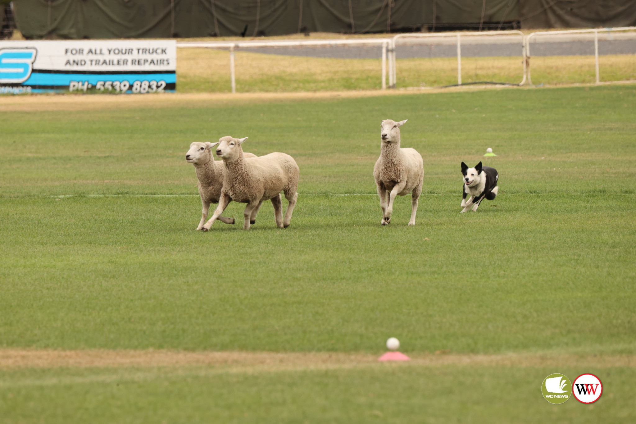 Sheep Dogs take the spotlight - feature photo