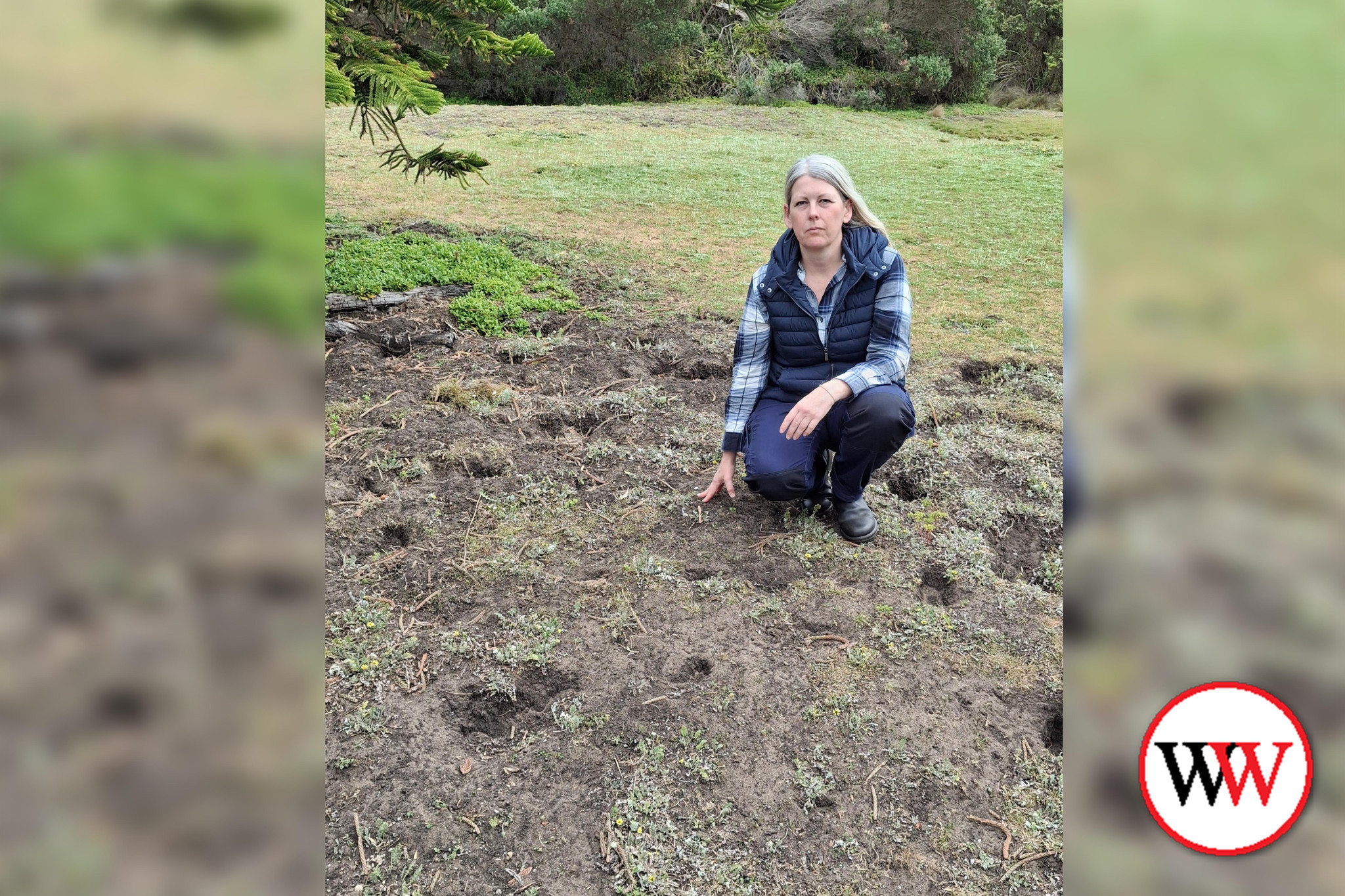 Danielle Nipe with multiple rabbit burrows near Point Ritchie.