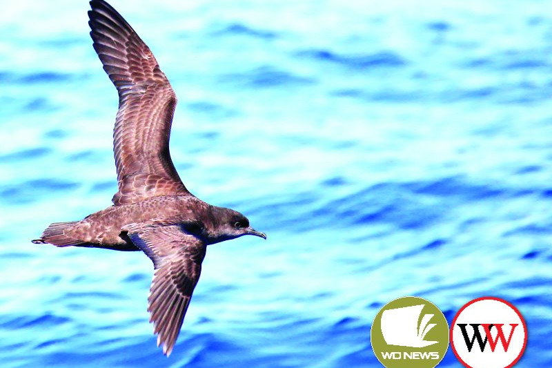 Shearwater Fledglings will soon leave Griffiths Island for their first migration.