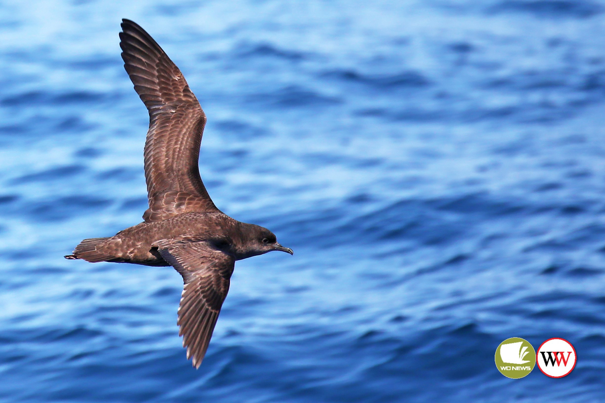 Protecting the Shearwaters - feature photo