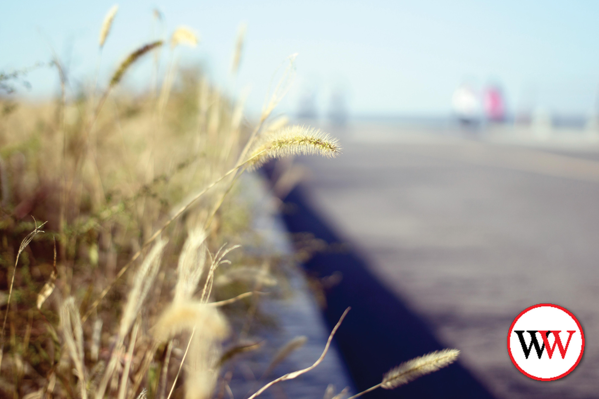 Funding targets roadside weeds - feature photo