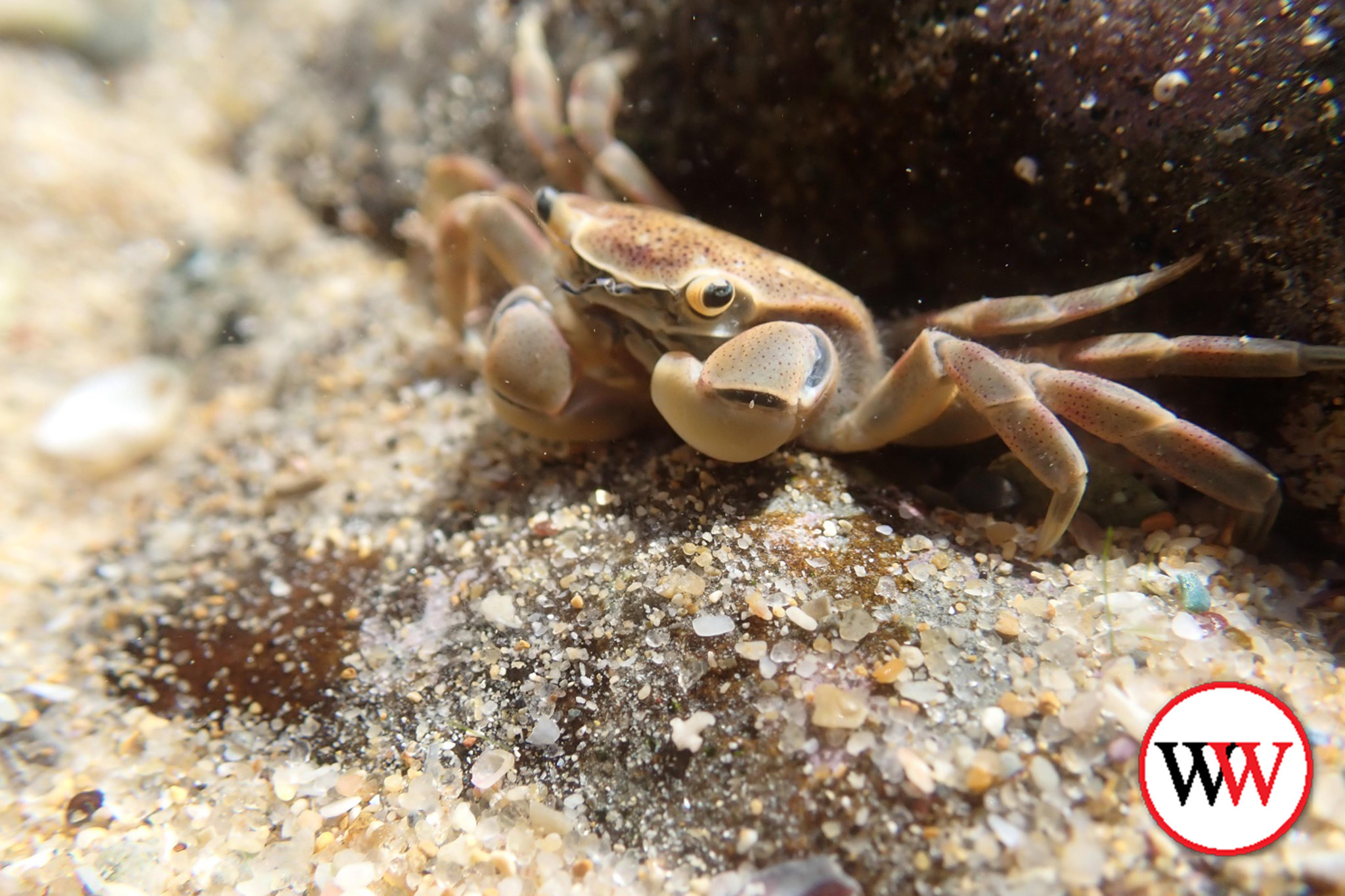 The notched shore crab.