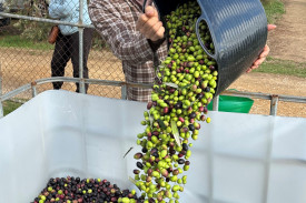 Owen took part in the olive drop-off in 2025.