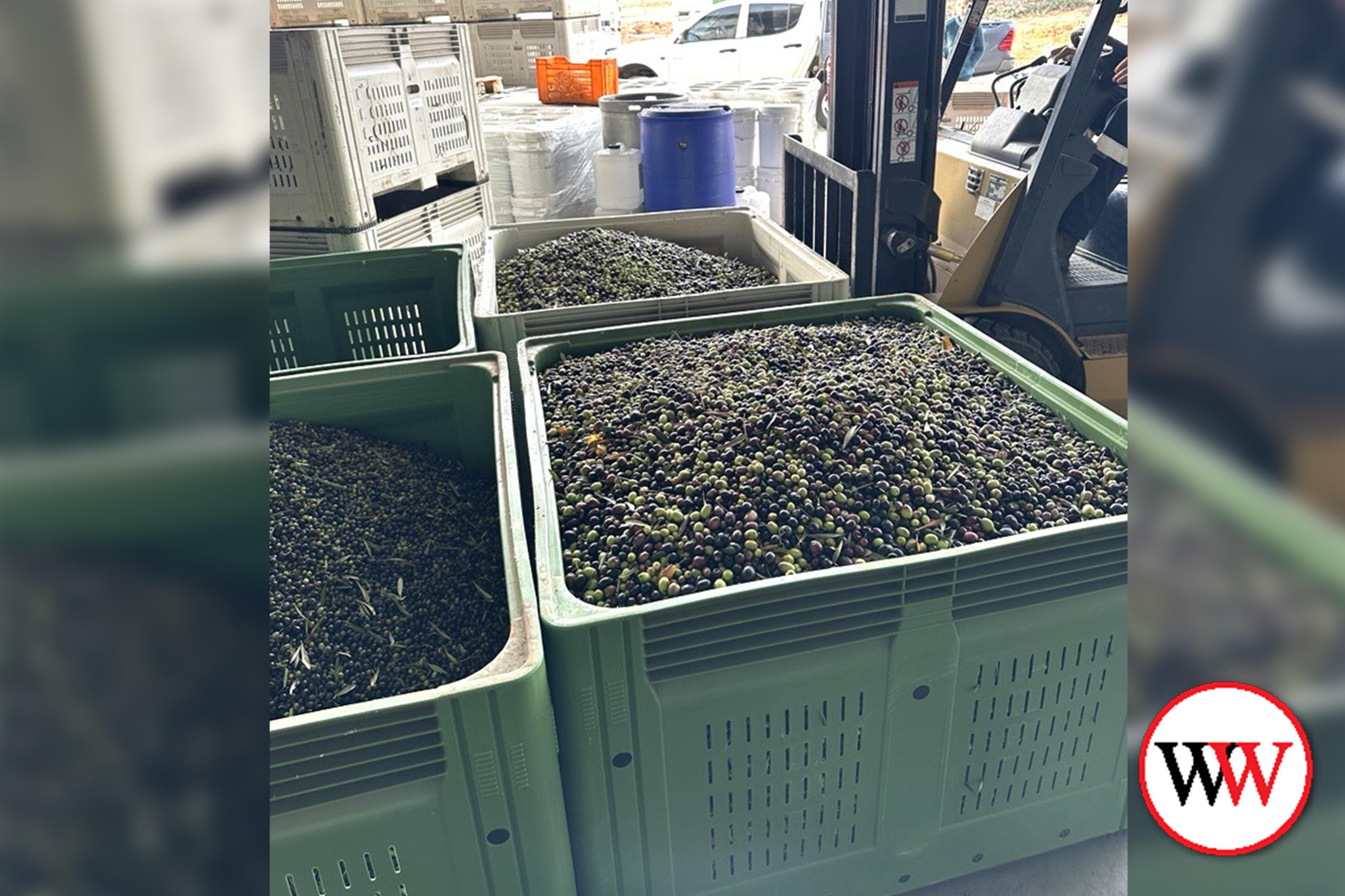 olive-harvest-2025-fruit-rescue.jpg