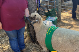 South Suffolk Ewe Lamb with Suzzane Holmes.