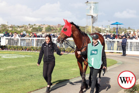Horses prepare for the feature race of day two, the Margaret Lucas Galleywood Hurdle.