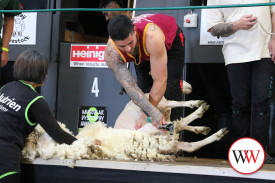 The sheep shearing drew large crowds all day.