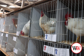 The poultry pavilion proved popular with exhibitors and visitors.