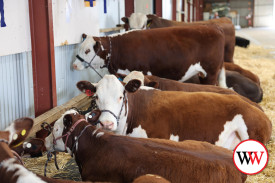 As in previous years, the cattle section again attracted quality entries.