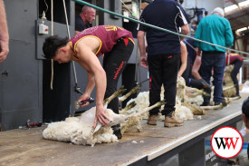 The shearing competition ran throughout the day, attracting a quality field.