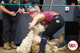 The shearing competition ran throughout the day, attracting a quality field.