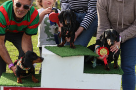 The under 2 Dashchund Dash was won by Monty Don, followed by Frankie and Alice.